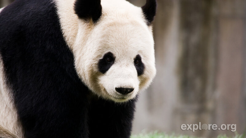 Giant Panda Bear — Black, Calm, Photograph, Grass, Tree Trunk