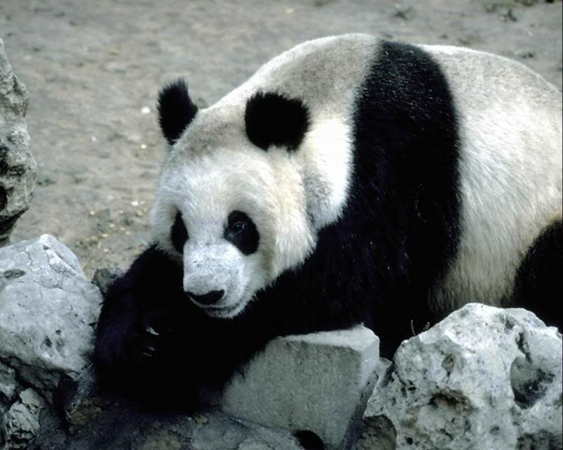 Giant Panda Bear — Black, Calm, Photograph, Rocks