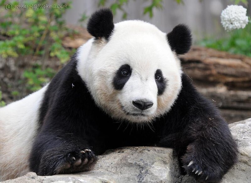 Giant Panda Bear — Black, Calm, Photograph