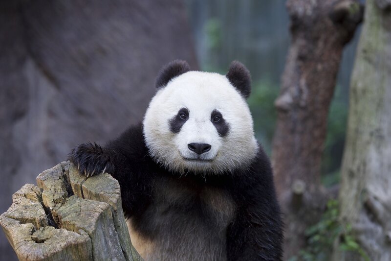 Giant Panda Bear — Black, Calm, Photograph, Tree Stump, Forest