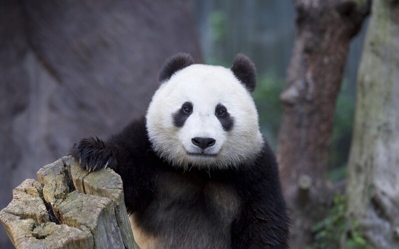 Giant Panda Bear — Black, Calm, Photograph, Tree Stump