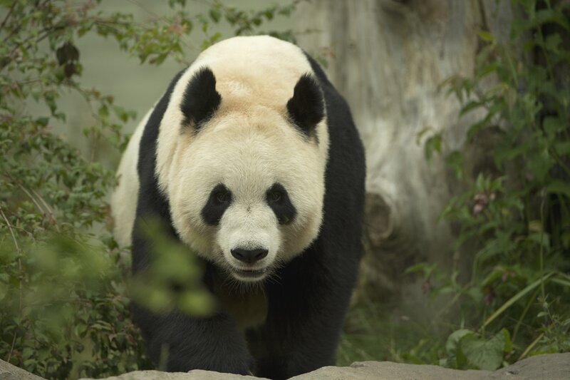 Giant Panda Bear — Black, Calm, Photograph, Tree