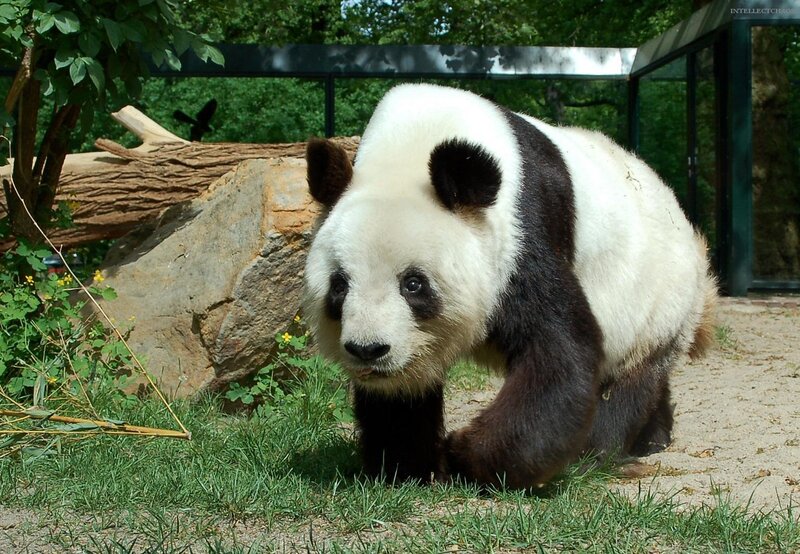 Giant Panda Bear — Black, Calm