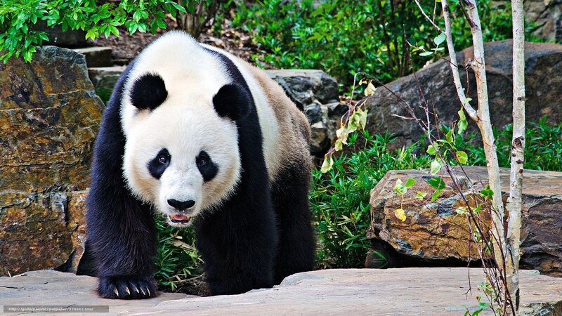 Giant Panda Bear — Black, Natural