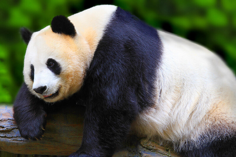 Giant Panda Bear — Black