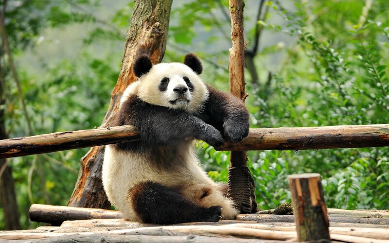 Giant Panda Bear — Green, Calm, Afternoon