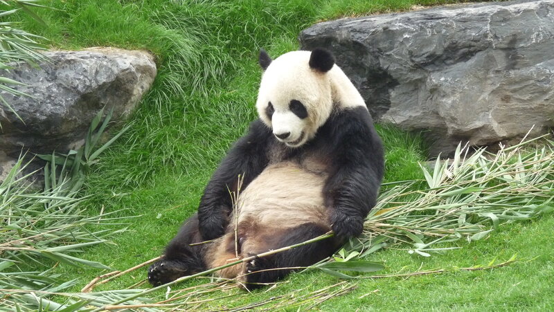 Giant Panda Bear — Green, Calm