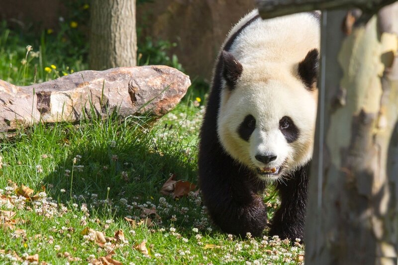 Giant Panda Bear — Green