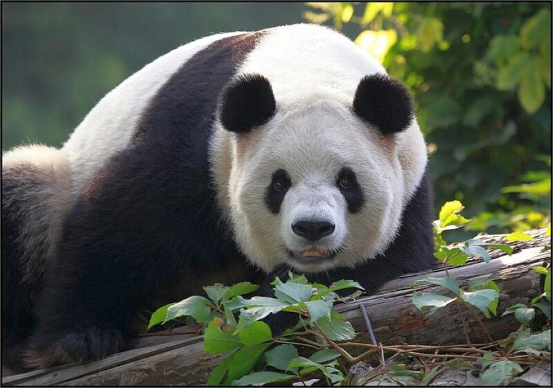 Giant Panda Bear