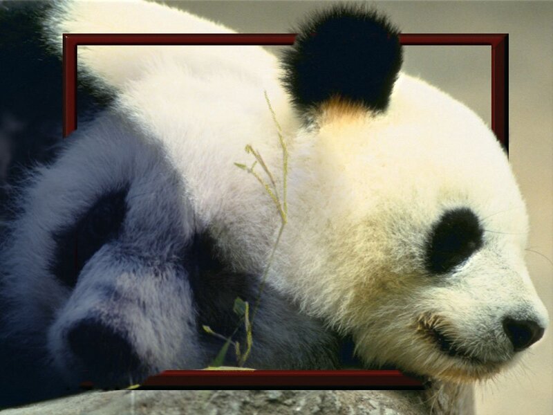 Giant Panda Bear — White