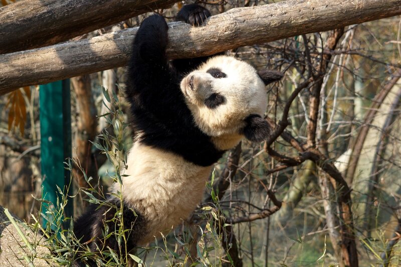 Giant Panda Climbing