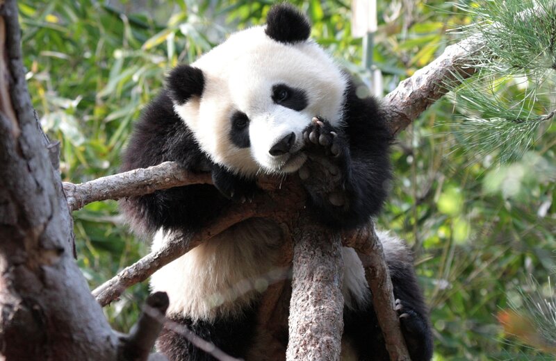 Giant Panda Cub — Black, Calm, Afternoon, Photograph