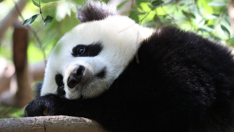 Giant Panda Cub — Black, Calm, Afternoon, Photograph, Tree Branch, Leaves