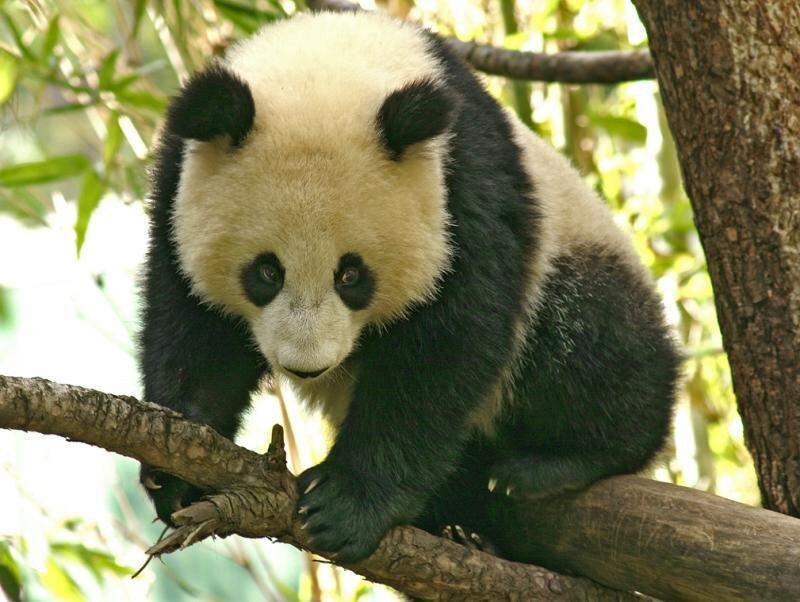 Giant Panda Cub — Black, Calm, Afternoon