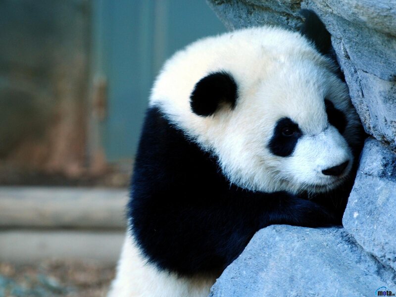 Giant Panda Cub — Black, Calm, Photograph