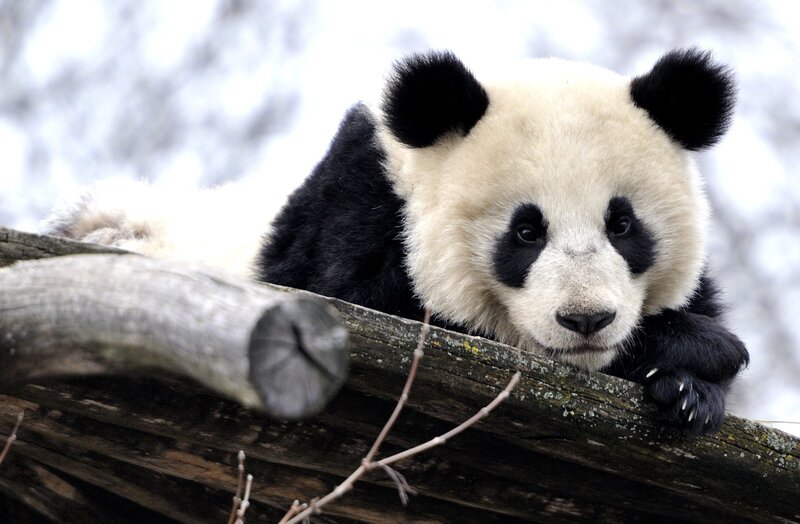 Giant Panda Cub — Black, Calm, Winter