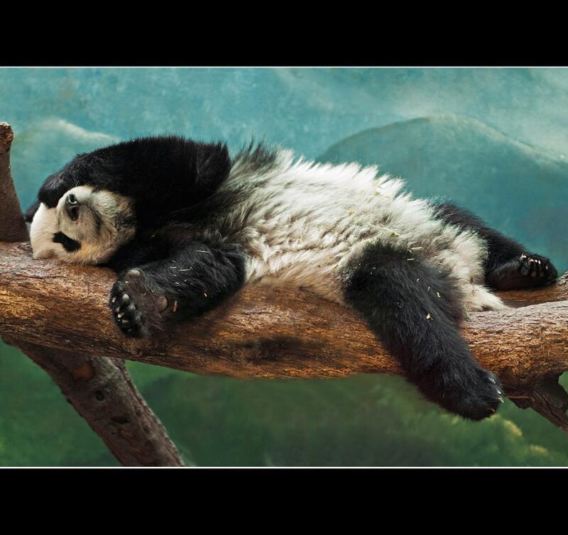 Giant Panda Cub — Black, Peaceful