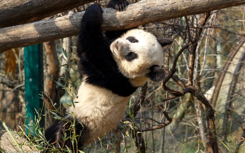 Giant Panda Cub — Black, Playful, Afternoon