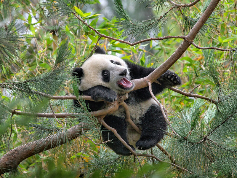 Giant Panda Cub — Black, Playful