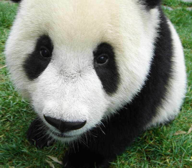 Giant Panda Cub — Black
