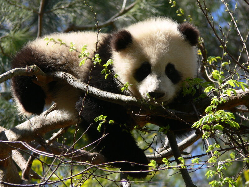 Giant Panda Cub