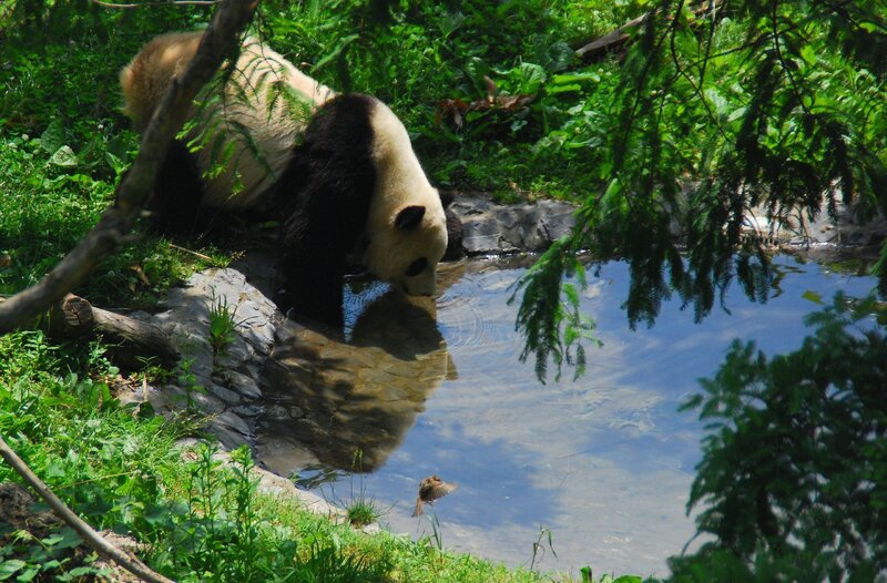Giant Panda Drinking Water