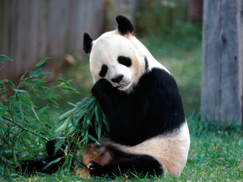 Giant panda eating bamboo