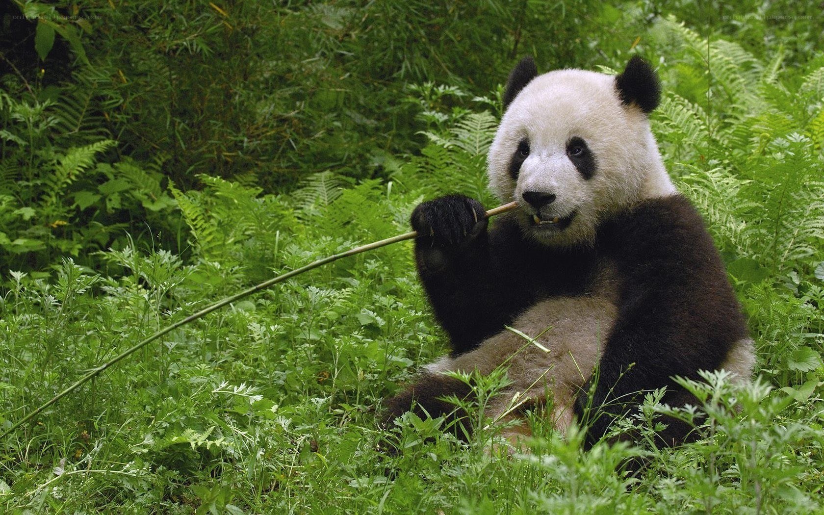 Giant panda eating bamboo