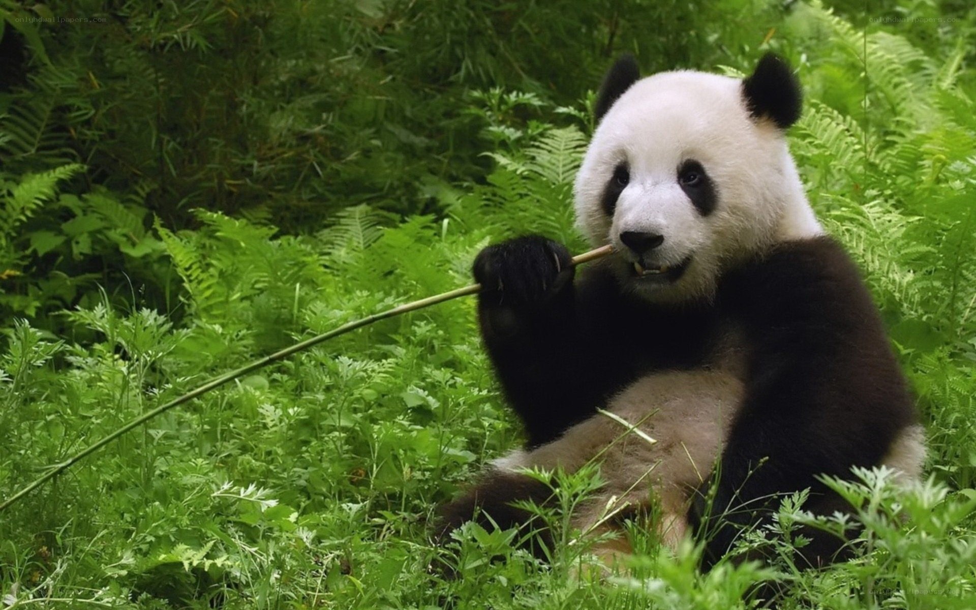 Giant panda eating bamboo