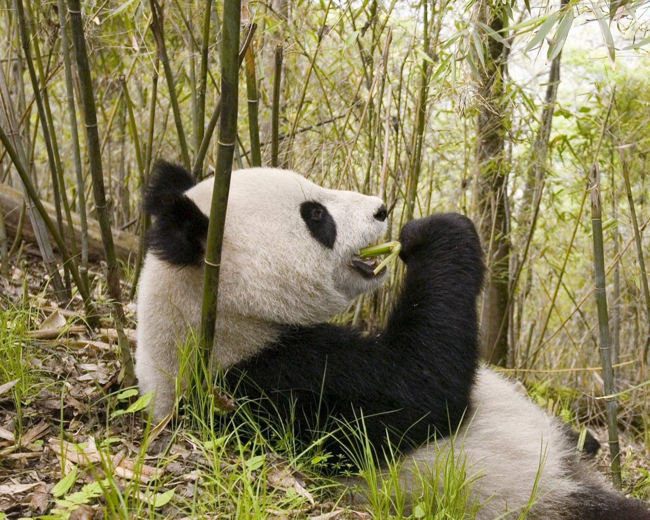 Giant panda eating bamboo