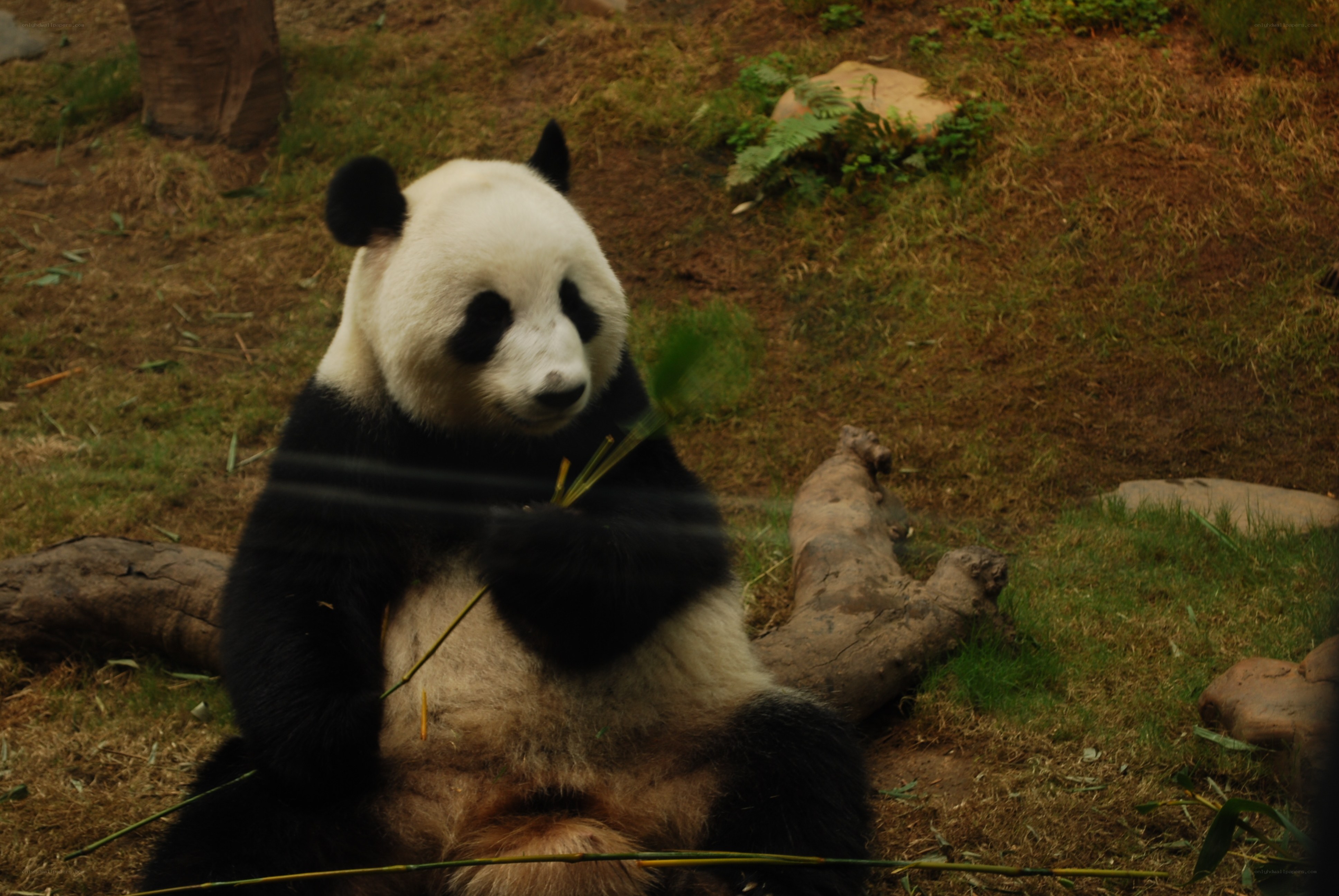 Giant panda eating bamboo