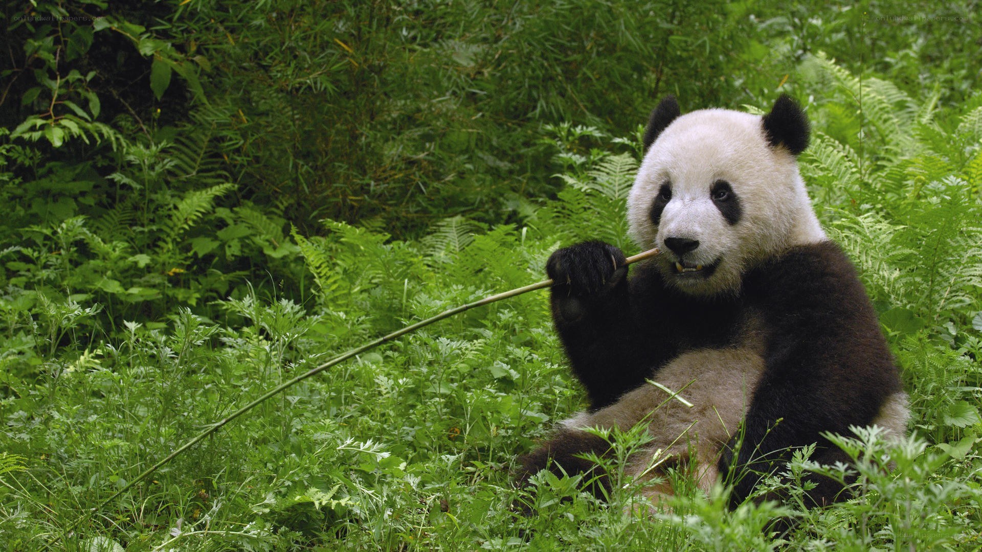 Giant panda eating bamboo