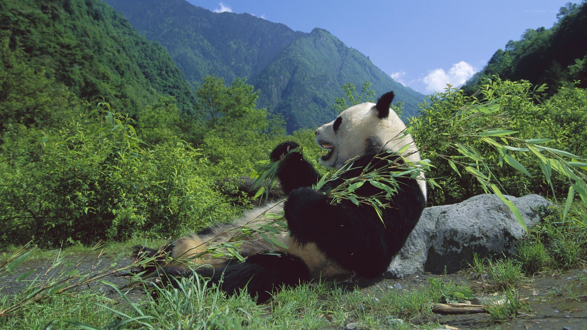 Giant panda eating bamboo