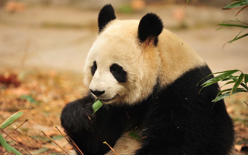 Giant panda eating bamboo