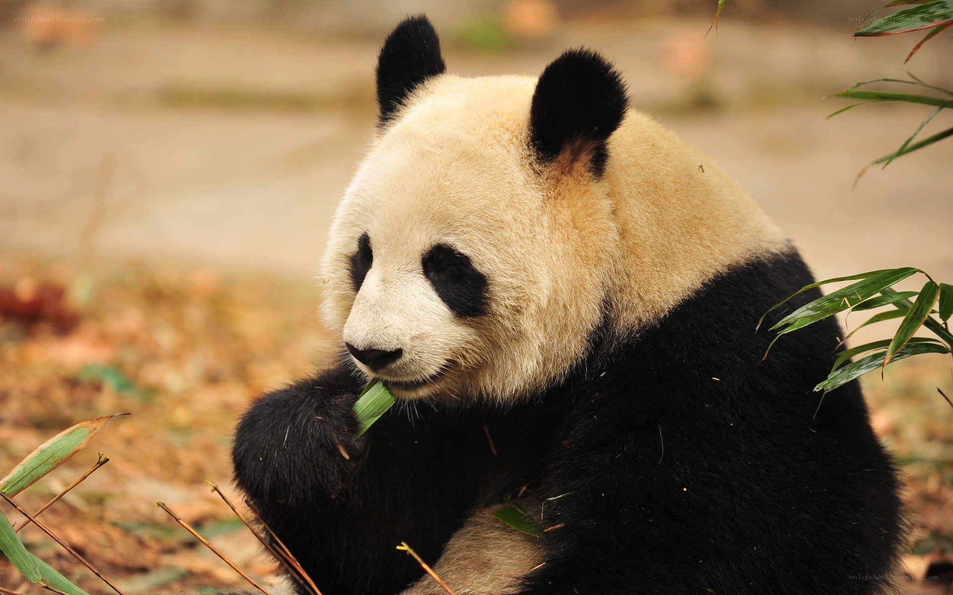 Giant panda eating bamboo