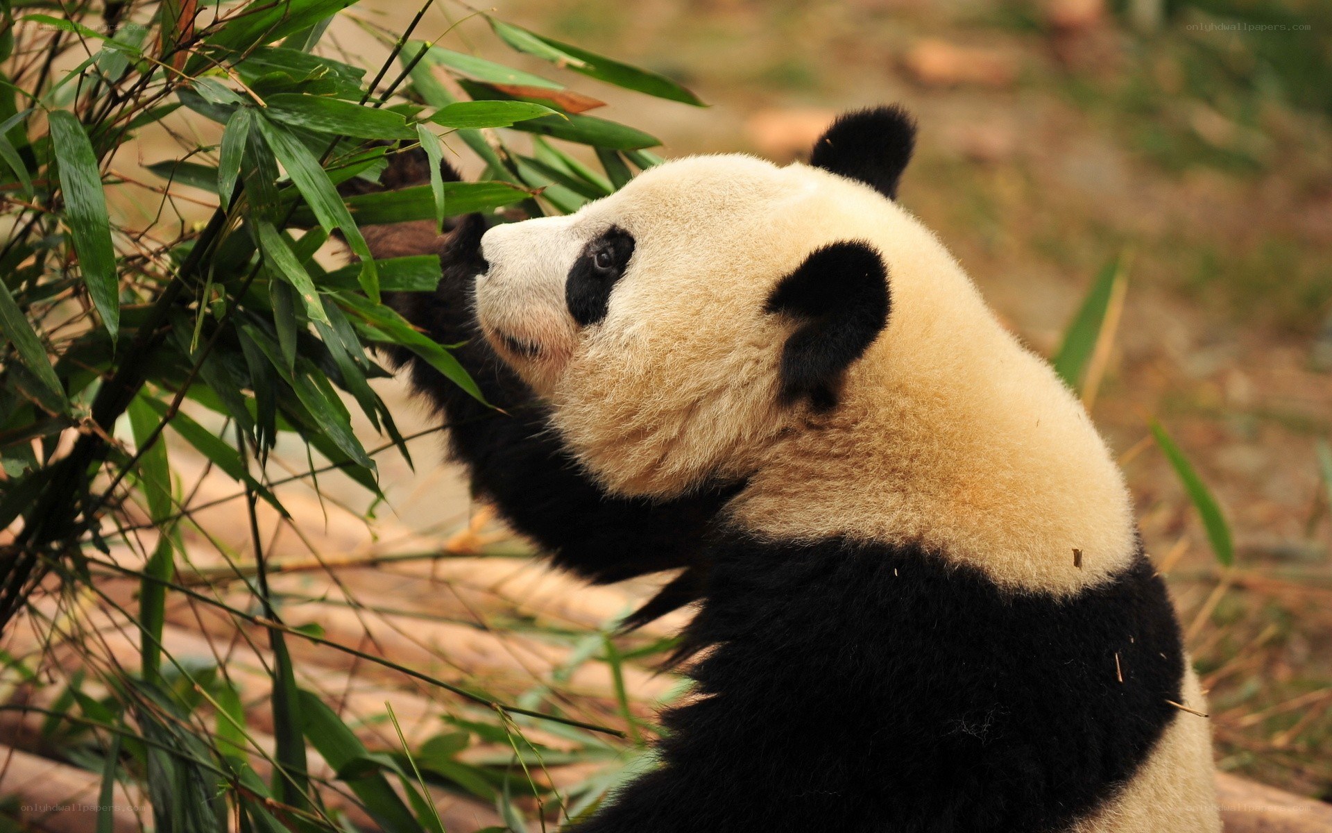 Giant panda eating bamboo