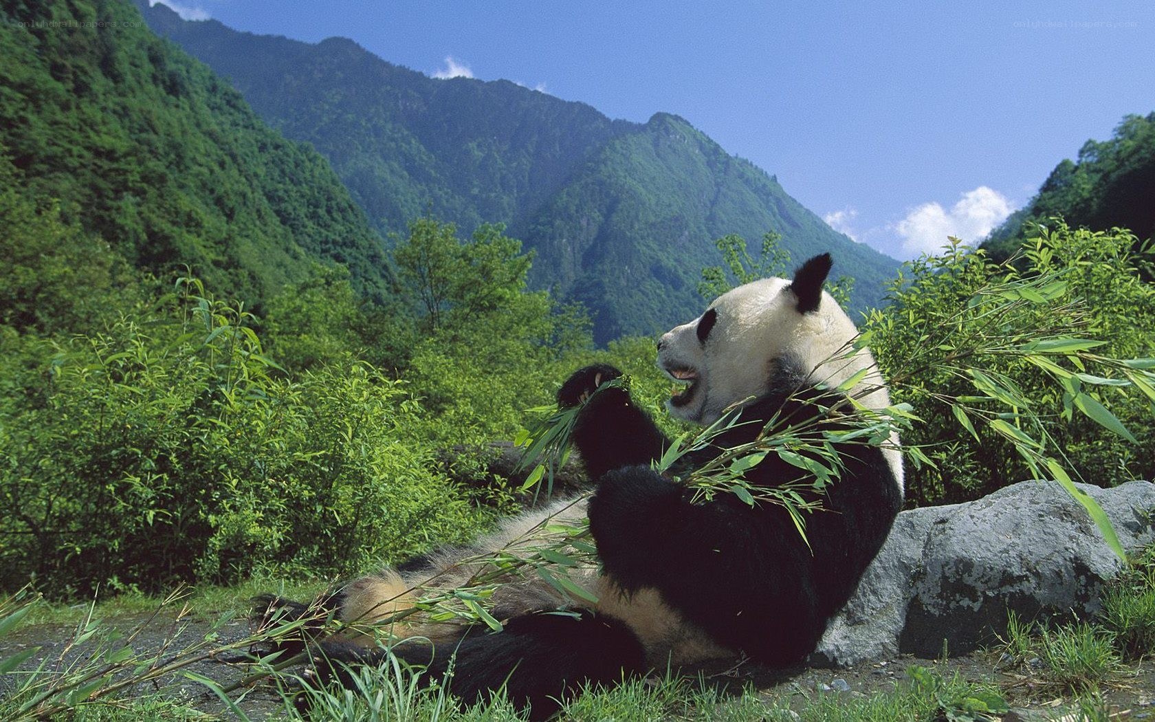 Giant panda eating bamboo