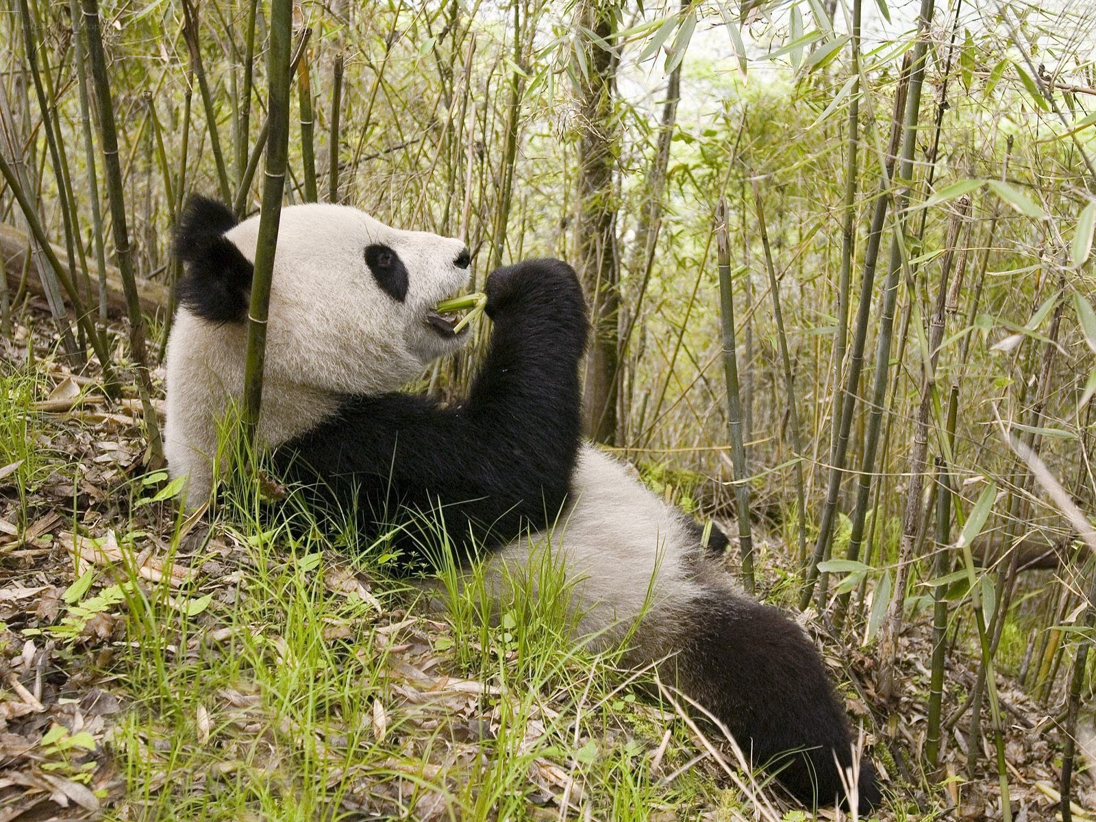 Giant panda eating bamboo