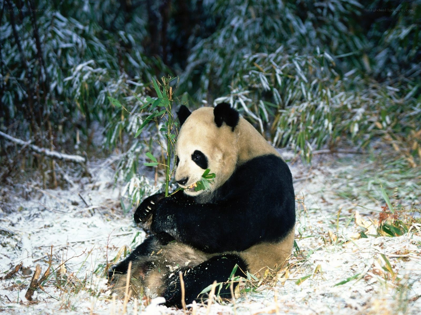Giant panda eating bamboo