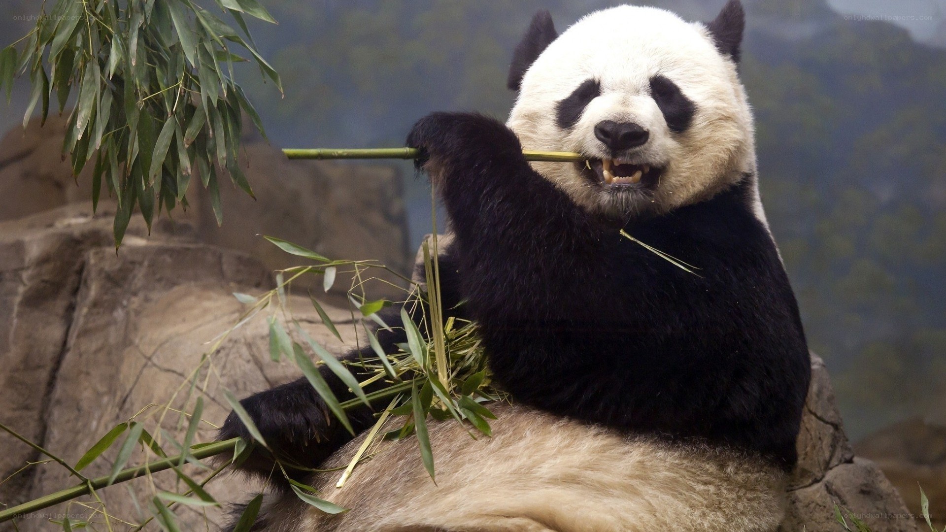 Giant panda eating bamboo