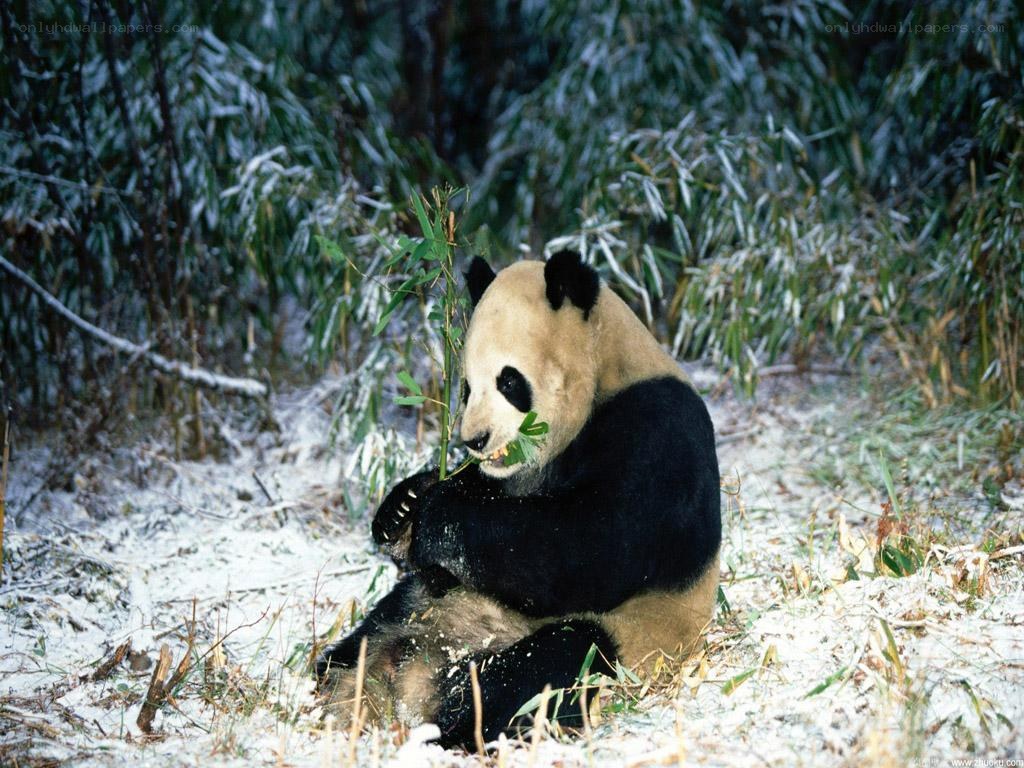 Giant panda eating bamboo