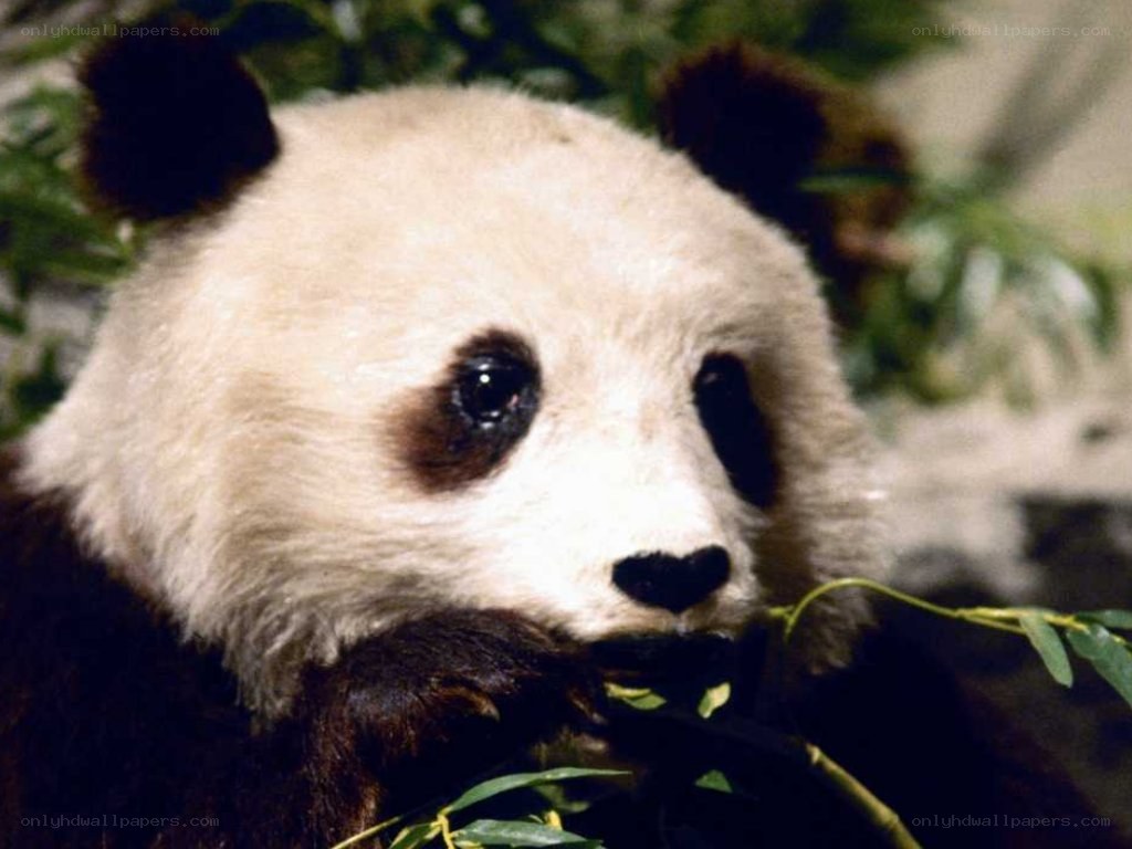 Giant panda eating bamboo