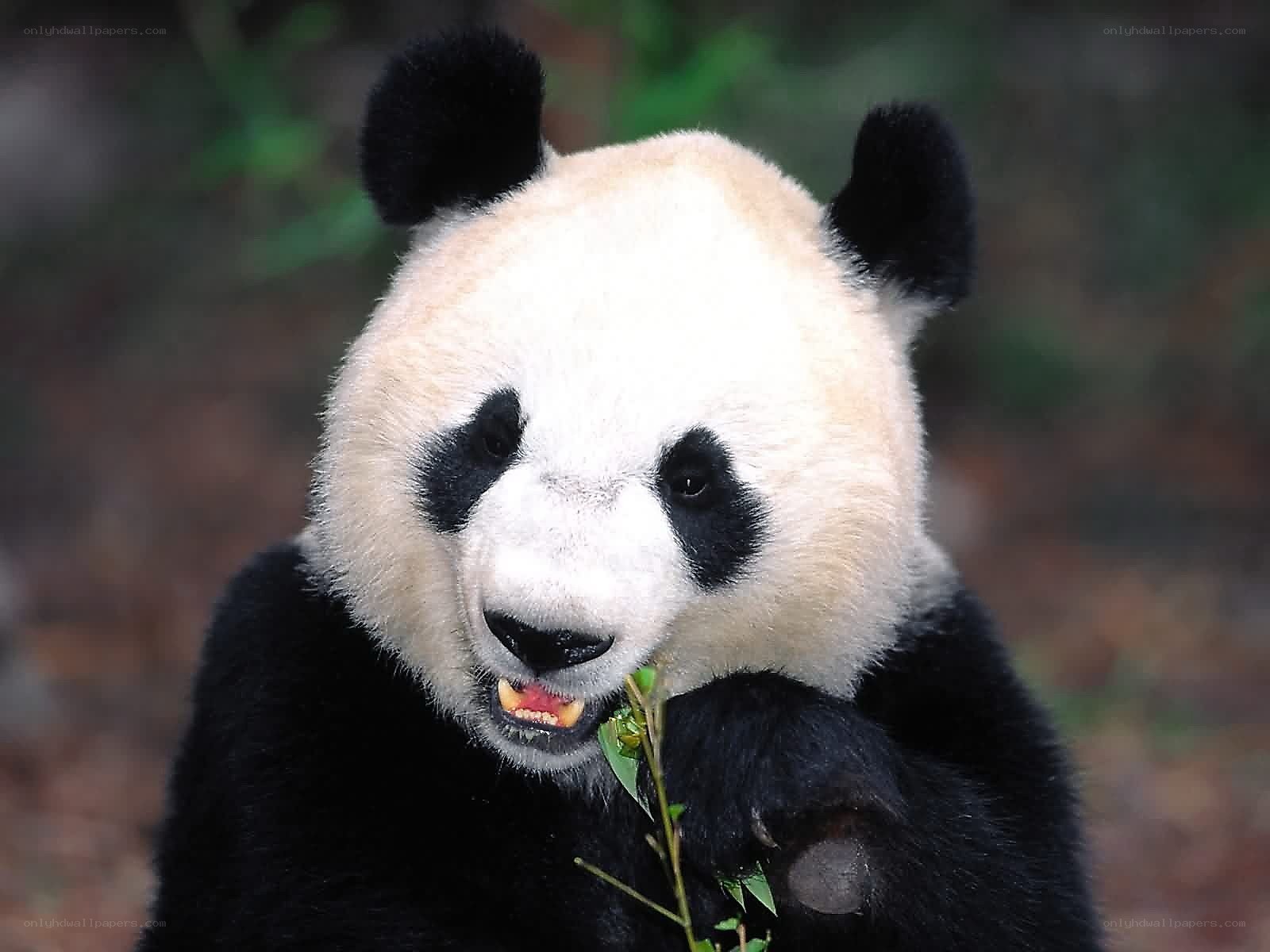 Giant panda eating bamboo