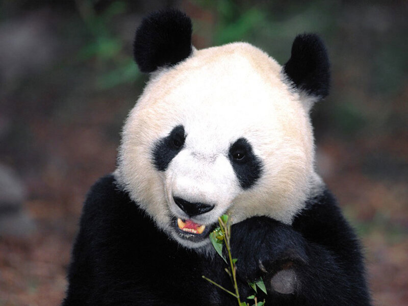 Giant panda eating bamboo