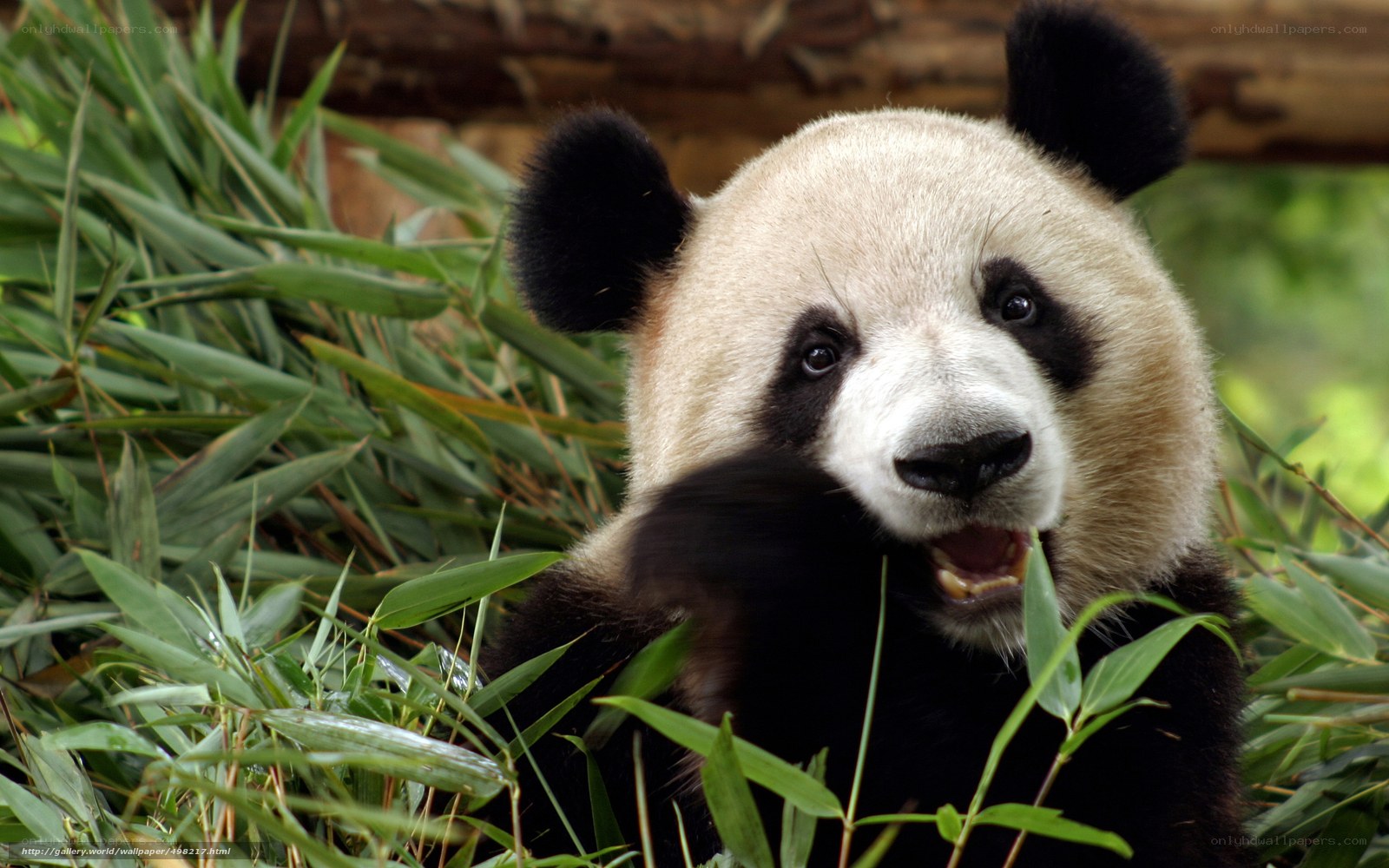Giant panda eating bamboo