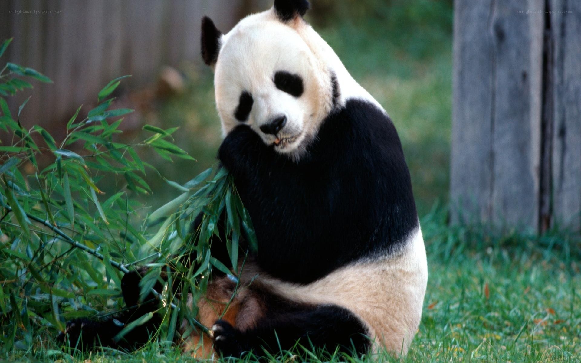 Giant panda eating bamboo