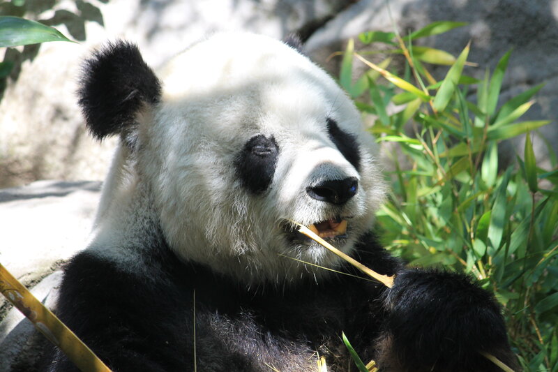 Giant Panda Eating Bamboo — Black, Calm, Afternoon, Photograph, Rock