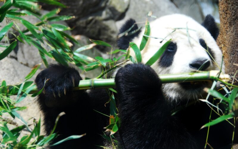Giant Panda Eating Bamboo — Black, Calm, Afternoon, Photograph, Rock, White