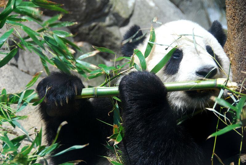 Giant Panda Eating Bamboo — Black, Calm, Afternoon, Photograph, Rocks