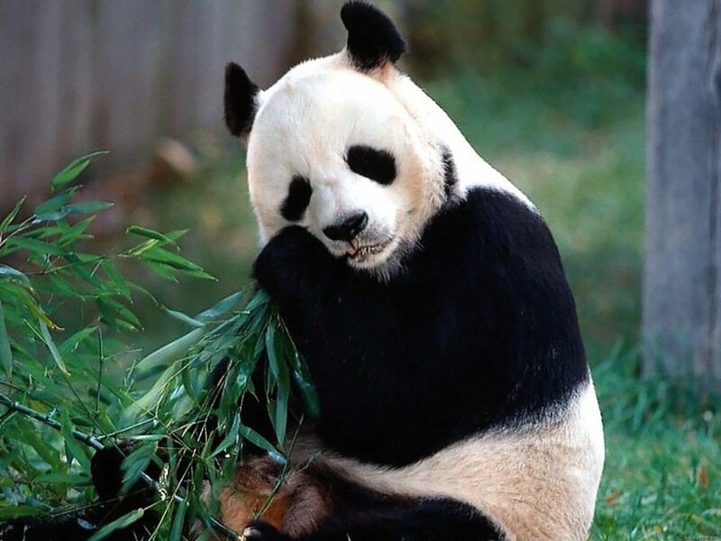 Giant Panda Eating Bamboo — Black, Calm, Afternoon, Photograph